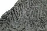 Carboniferous Fossil Fern (Pecopteris) Frond Plate - France #338609-1